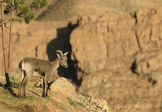 甘德爾山上的巖壁“精靈”