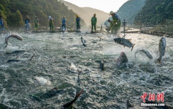 江西新余巨網(wǎng)秋捕 魚(yú)躍滿(mǎn)倉(cāng)