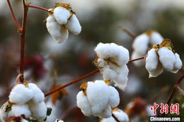 朵朵棉花吐絮盛開(kāi)?！⑵G敏 攝