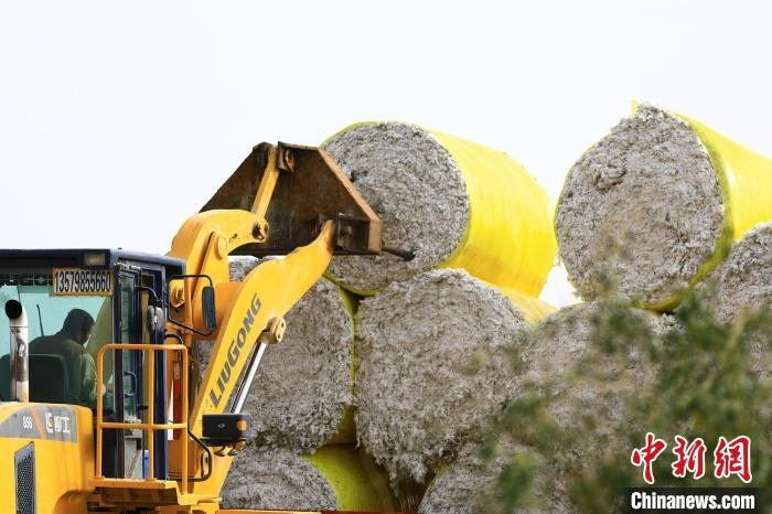 叉車(chē)將采棉機(jī)吐出的“金蛋蛋”裝車(chē)?！「唠p強(qiáng) 攝