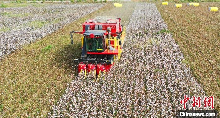 采棉機(jī)正在采收棉花，猶如在五線譜上跳動(dòng)的音符，正在演奏豐收的樂(lè)章?！∷谓?攝