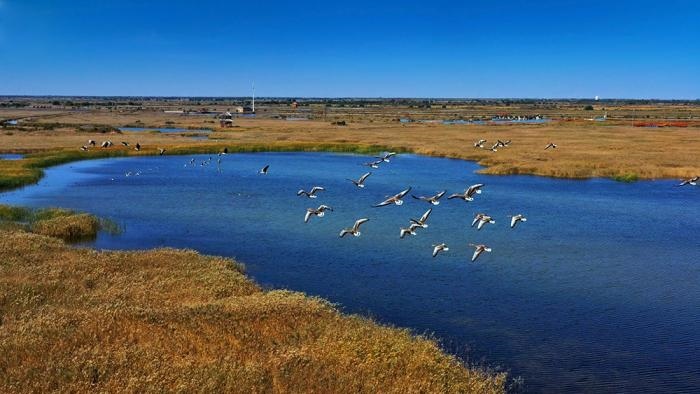 △黃河三角洲擁有天然蘆葦270平方公里，是東北亞內(nèi)陸和環(huán)西太平洋鳥類遷徙重要的“中轉(zhuǎn)站”、越冬地和繁殖地。(總臺央視記者李煒、程鋮拍攝)