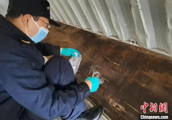 張家港海關(guān)工作人員截獲捕鳥蛛。　王健超 攝