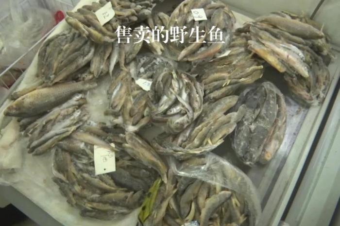 2021年12月6日，督察組現(xiàn)場隨機(jī)抽查發(fā)現(xiàn)，保護(hù)區(qū)附近餐館仍然存在非法經(jīng)營野生河魚的問題