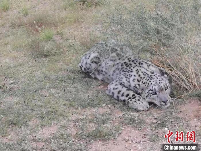 圖為在四子王旗發(fā)現(xiàn)的雪豹(資料圖)?！∷淖油跗炀焦﹫D
