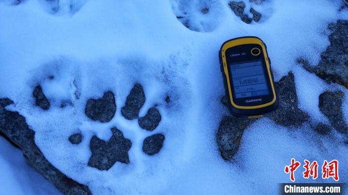 圖為疑似放歸雪豹的足跡(資料圖)?！?nèi)蒙古賀蘭山國家級自然保護(hù)區(qū)供圖