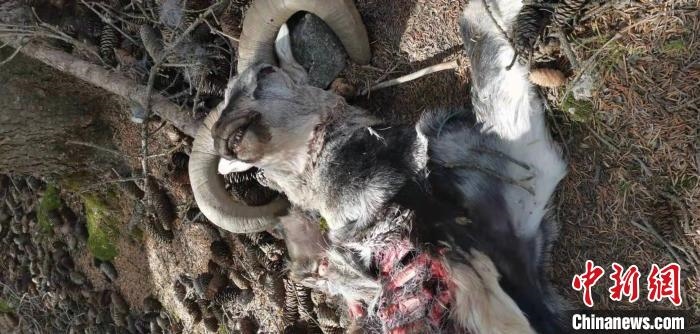 圖為疑似雪豹捕食巖羊的殘骸(資料圖)?！?nèi)蒙古賀蘭山國家級自然保護(hù)區(qū)供圖