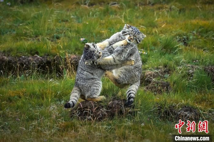 圖為作品《難分伯仲》?！〗股?攝