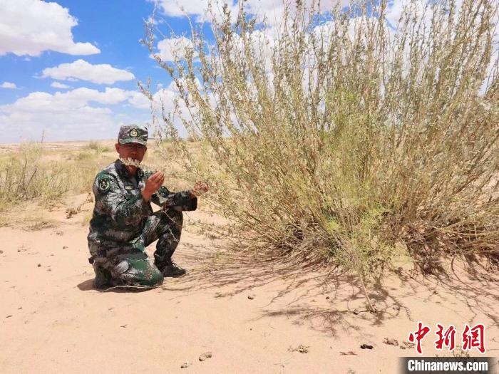 圖為謝寶民查看梭梭長(zhǎng)勢(shì)?！∈茉L者供圖