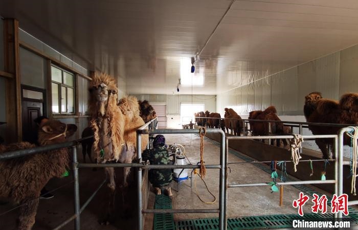 圖為共人正在給駱駝擠奶。　王長(zhǎng)梅 攝