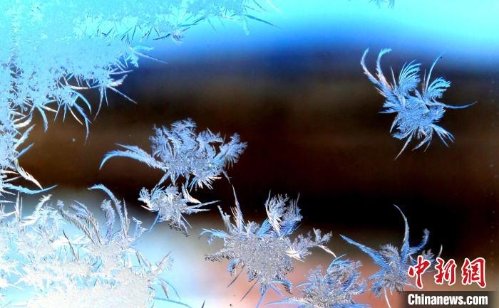 玉樹瓊枝盈滿窗?！O書程 攝