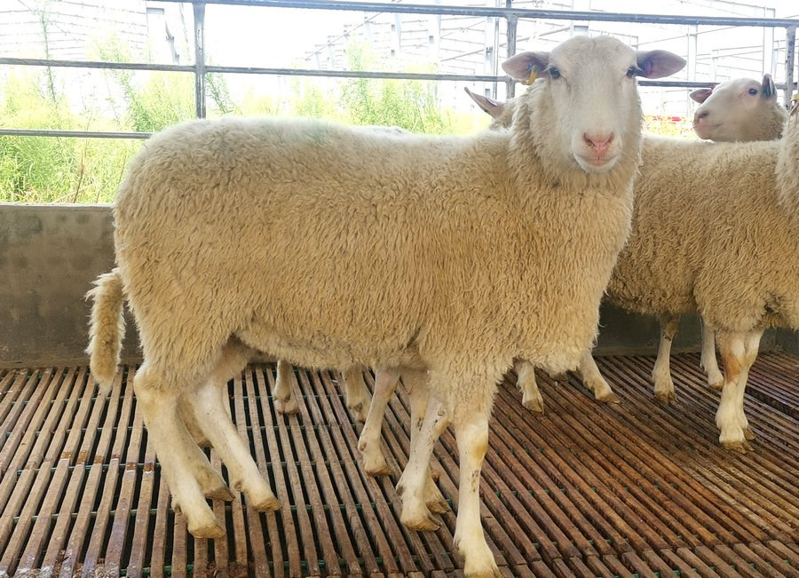 1629083382246321.jpeg WechatIMG3009.jpeg