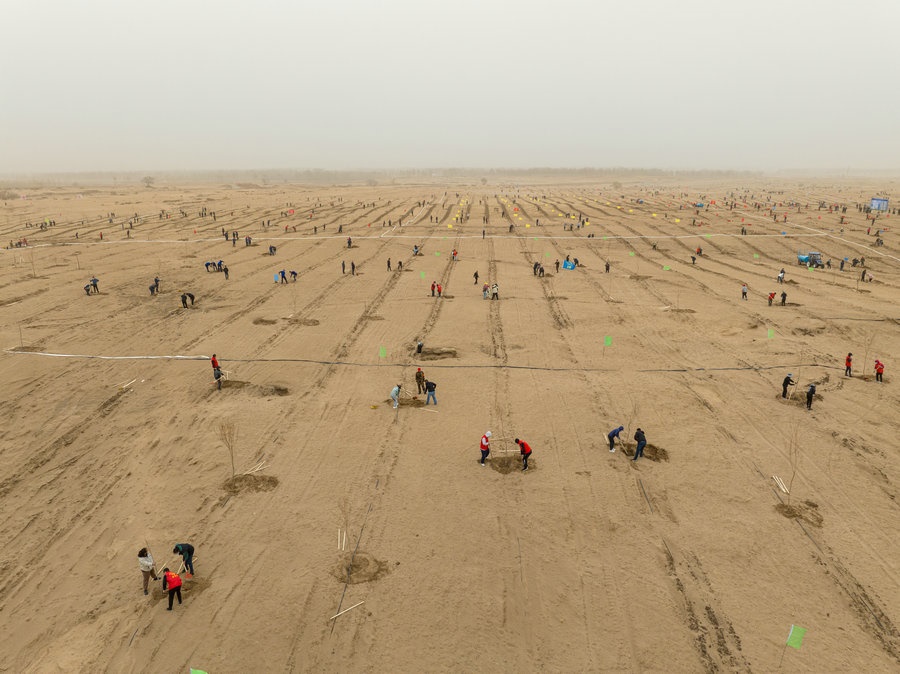 在高力板鎮(zhèn)花道卜和沙木嘎嘎查治理區(qū)，廣大干部群眾手植新綠，播種希望 （攝影：包寶音德力格爾）.JPG