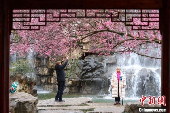 2月23日，市民在乾藝梅園景區(qū)觀賞拍攝綻放的梅花。瞿宏倫 攝