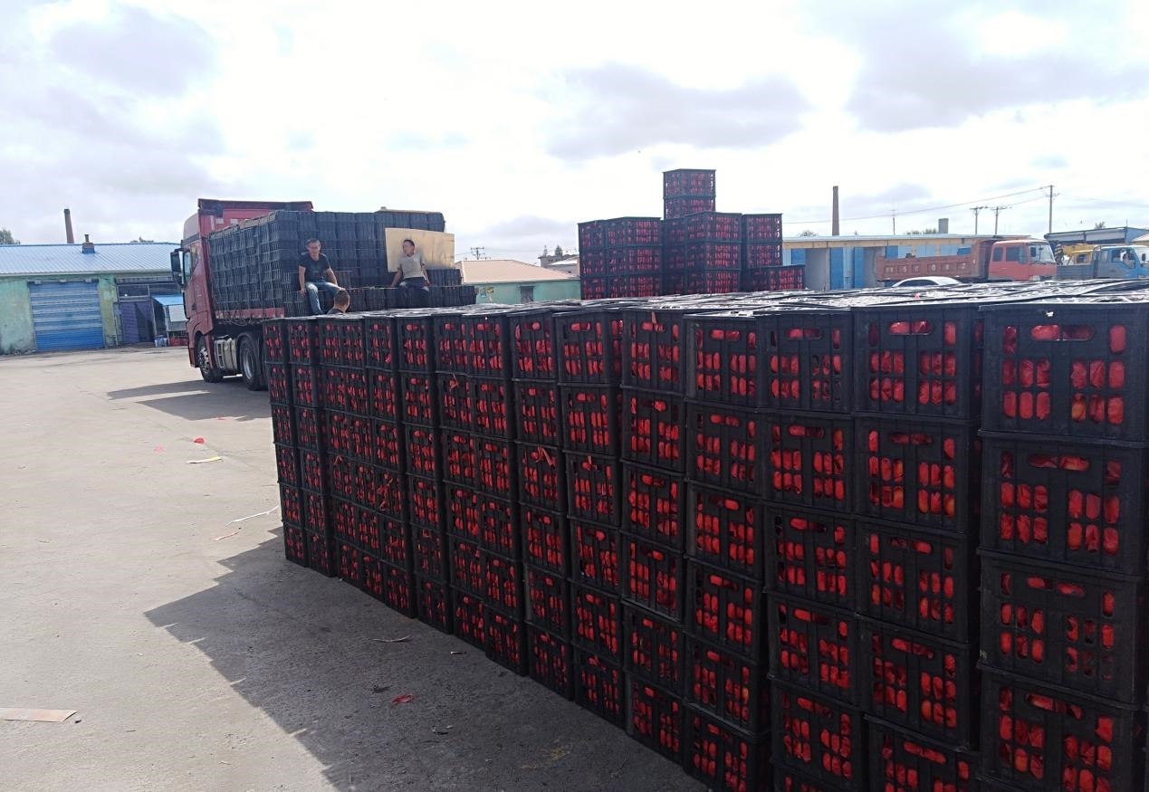 　　外銷的蔬菜在市場等待拉運(yùn)。受訪者供圖