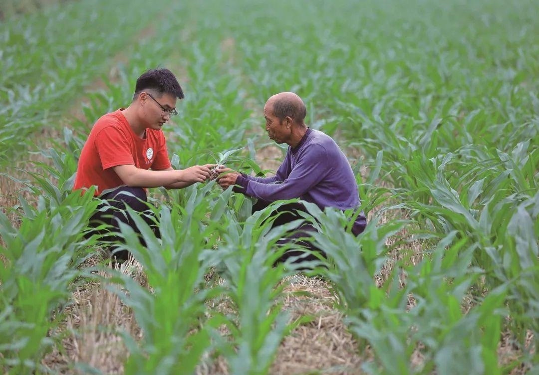 △科技小院的學(xué)生在給村民講解玉米種植知識。