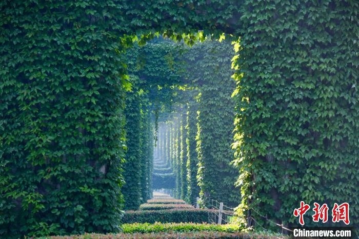 成都二環(huán)高架橋墩被植被爬滿，形成“綠野仙蹤”景觀?！埨?攝