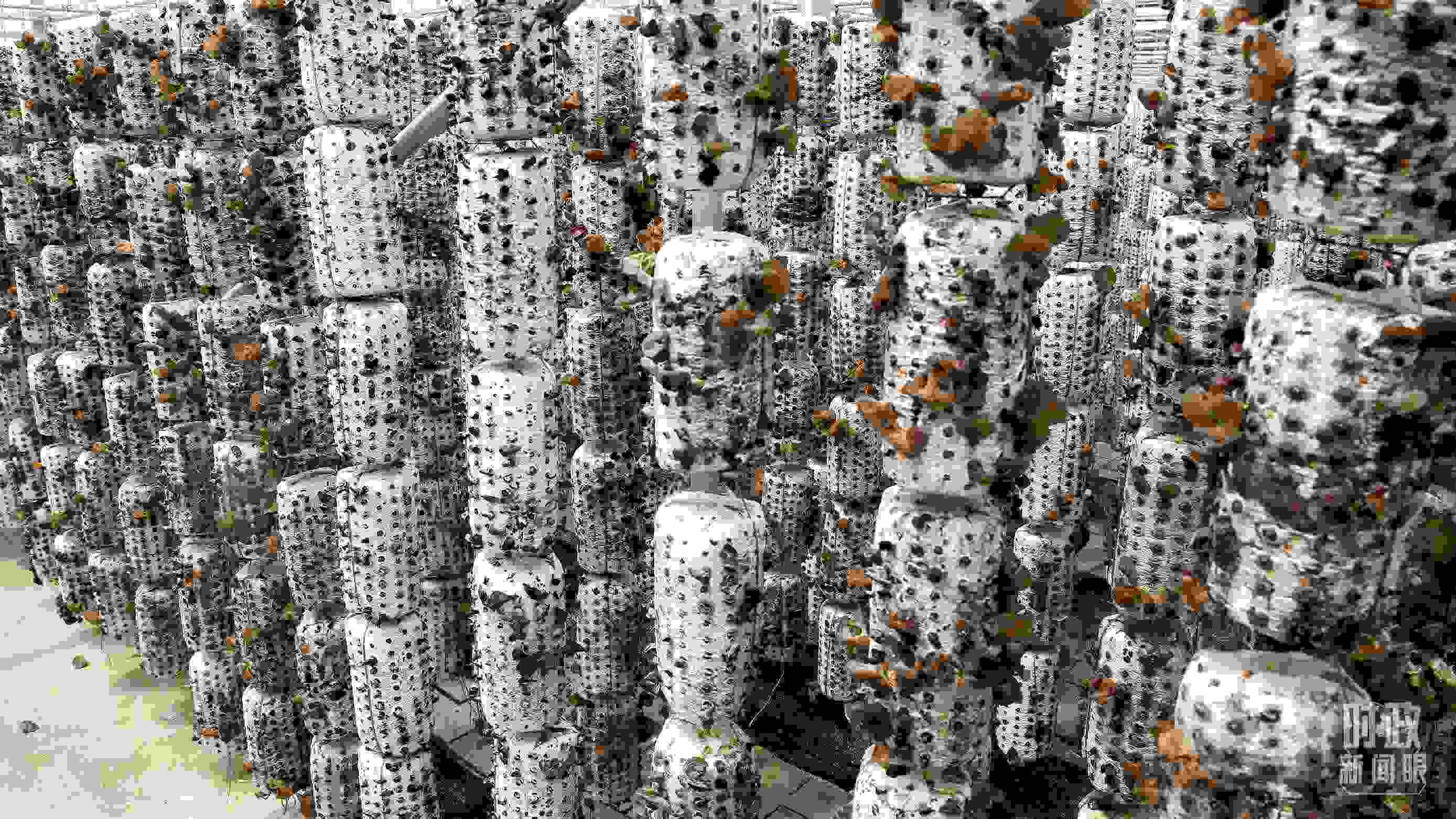 △金米村的小木耳、大產(chǎn)業(yè)。（圖／視覺(jué)中國(guó)）