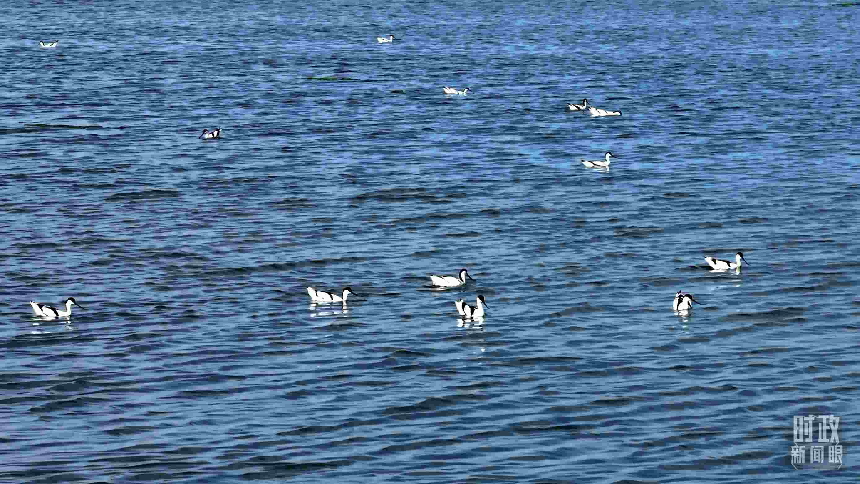 △鹽湖棲息的鳥(niǎo)類。（總臺(tái)記者裴大偉、康曉宇拍攝）