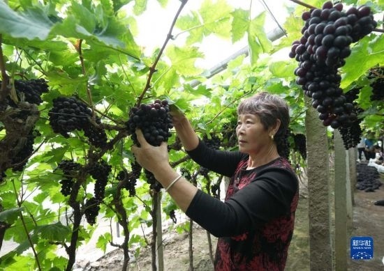 5月26日，唐山市海港經(jīng)濟(jì)開發(fā)區(qū)王灘鎮(zhèn)趙灘村農(nóng)民在大棚內(nèi)采摘葡萄。