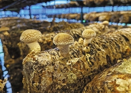 龍游數(shù)智大棚種植的花菇。 記者 祝梅 攝