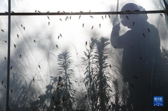 6月21日，山東省樂陵市西段鄉(xiāng)岔河村東亞飛蝗養(yǎng)殖基地的養(yǎng)殖戶在大棚內忙碌。新華社記者 范長國 攝