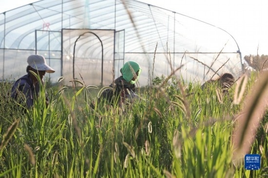 6月21日，山東省樂陵市西段鄉(xiāng)岔河村東亞飛蝗養(yǎng)殖基地的螞蚱養(yǎng)殖戶在割草。新華社記者 范長國 攝