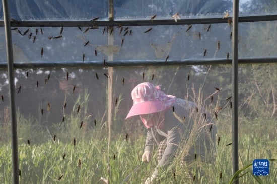 6月21日，山東省樂陵市西段鄉(xiāng)岔河村東亞飛蝗養(yǎng)殖基地的螞蚱養(yǎng)殖戶在割草。新華社記者 范長國 攝