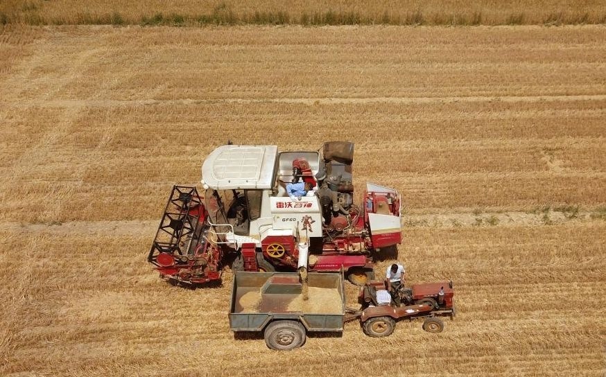 2023年6月14日，在山東省臨邑縣林子鎮(zhèn)，聯(lián)合收割機(jī)在收獲小麥。