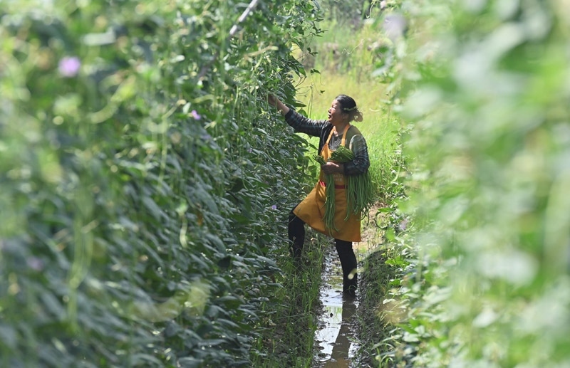 2023年6月15日，在廣西柳州市鹿寨縣中渡鎮(zhèn)石墨村，村民在高標(biāo)準(zhǔn)農(nóng)田里采收豆角。