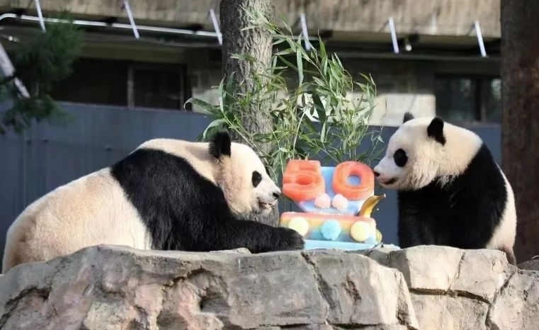 2022年，美國國家動(dòng)物園舉辦活動(dòng)慶祝大熊貓抵美50周年，園方為大熊貓“美香”“添添”和“小奇跡”一家三口準(zhǔn)備了有“50”字樣的冰凍水果蛋糕。（圖片來源：雅安市廣播電視臺(tái)）