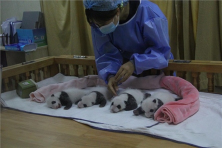 成都大熊貓繁育研究基地成立于1987年，先后攻克了大熊貓人工飼養(yǎng)與管理、繁殖與育幼、疾病防控與種群遺傳管理等關(guān)鍵技術(shù)難題，建成全球最大的大熊貓人工繁育遷地保護(hù)種群，數(shù)量達(dá)230余只。（圖片來源：成都大熊貓繁育研究基地網(wǎng)站）