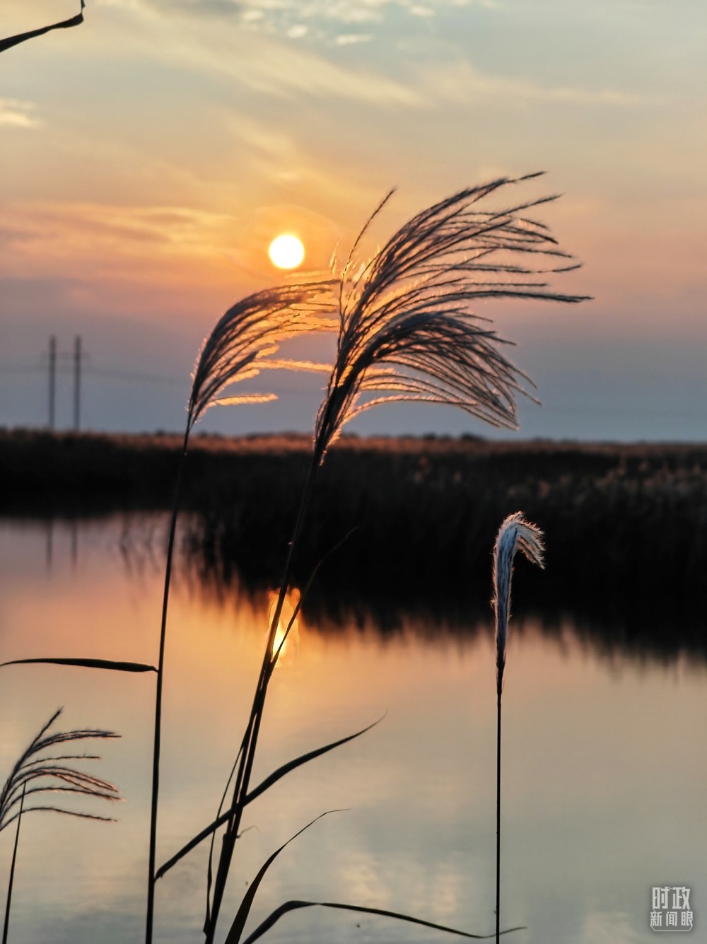 2021年10月，習(xí)近平赴山東東營考察黃河入?？?。黃河三角洲濕地，蘆葦飄蕩。（總臺(tái)央視記者彭漢明拍攝）