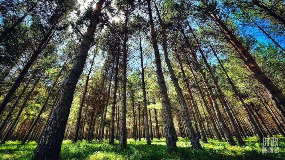 河北塞罕壩。（總臺(tái)央視記者謝曉光拍攝）