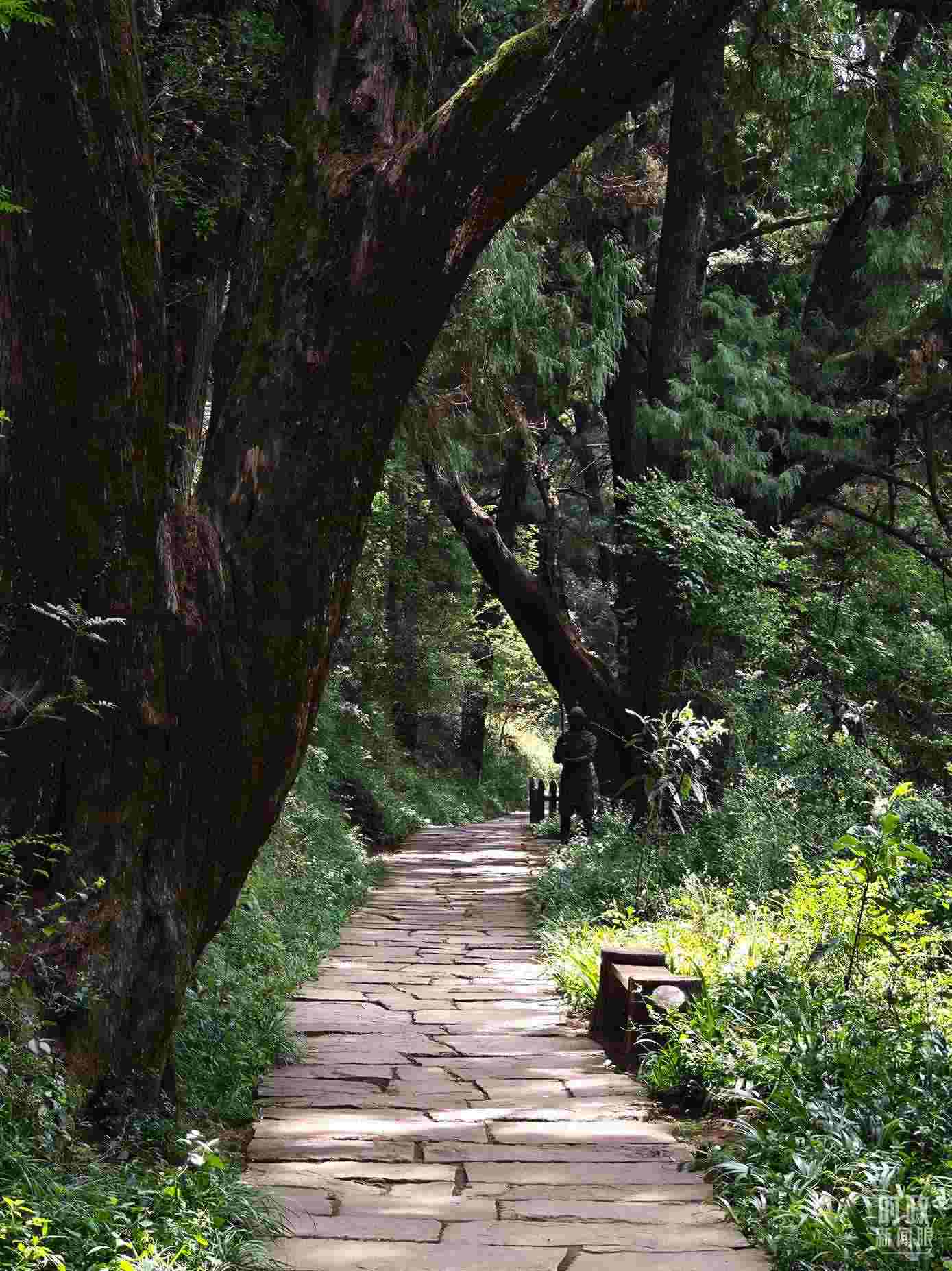 △古蜀道與古柏。（總臺央視記者彭漢明拍攝）