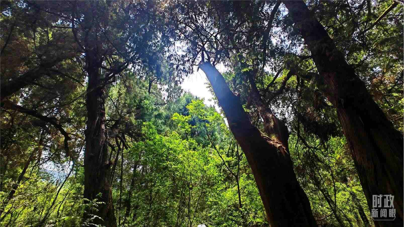 △翠云廊內(nèi)，古柏郁郁蔥蔥。（總臺央視記者程鋮拍攝）