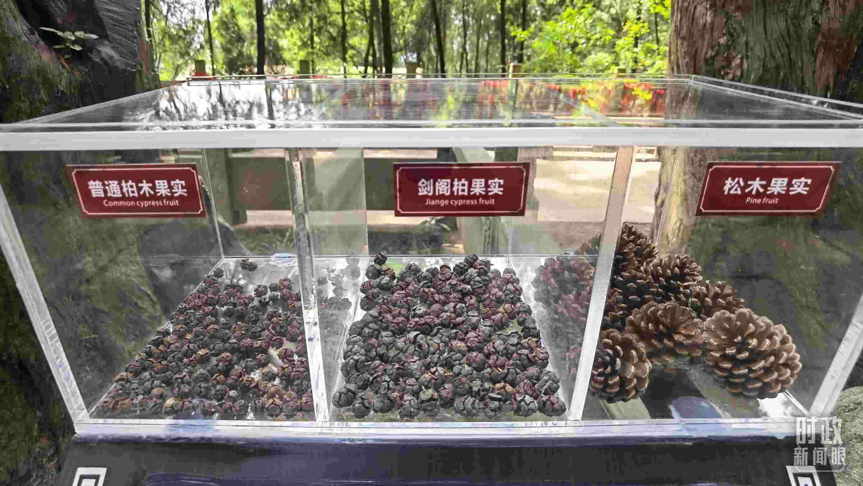 △翠云廊古蜀道，現(xiàn)場陳列的柏木和松木果實(shí)。（總臺央視記者石丞拍攝）