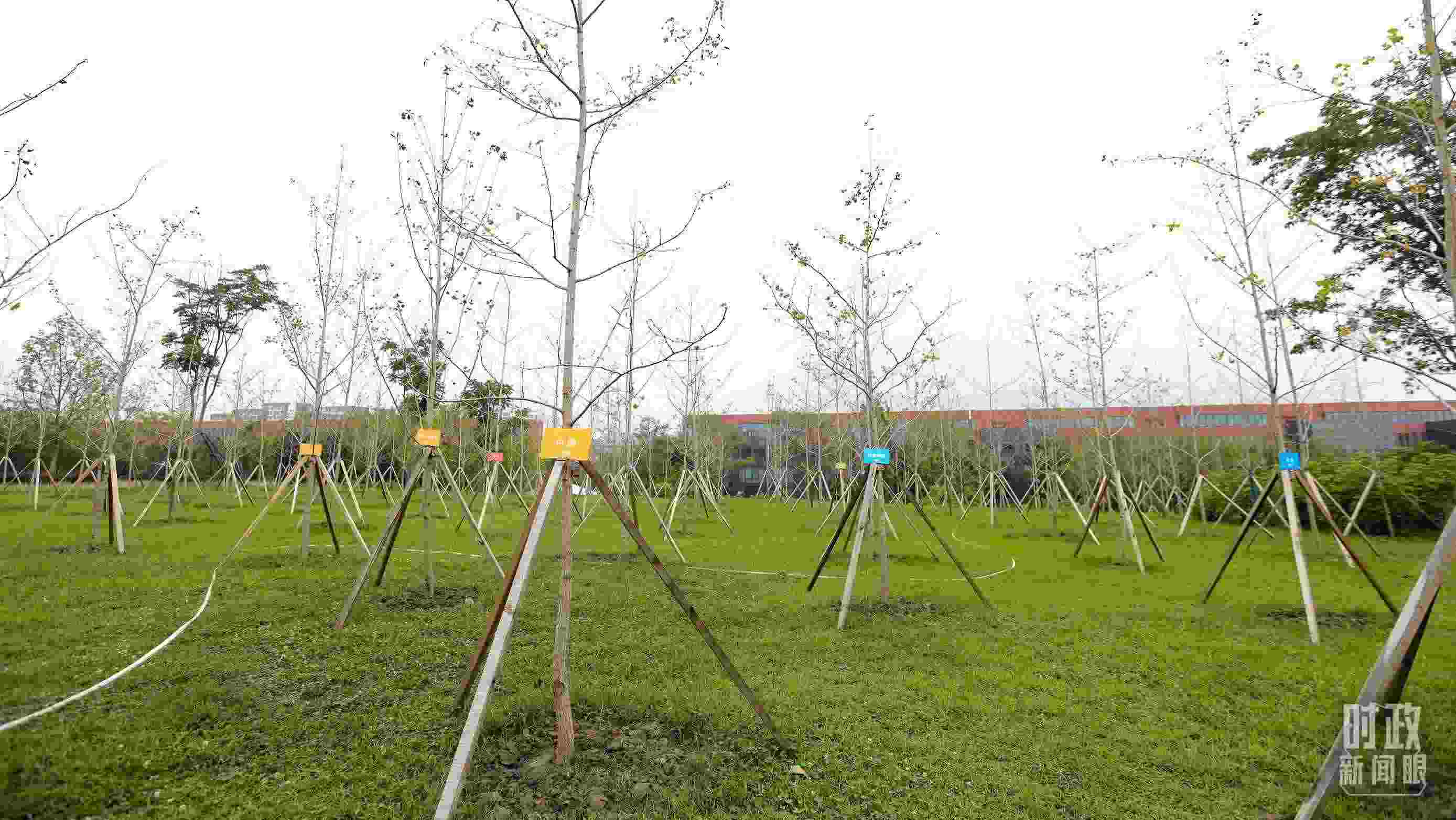 成都大運(yùn)村內(nèi)專門種植了友誼林，各國代表團(tuán)都可認(rèn)領(lǐng)。