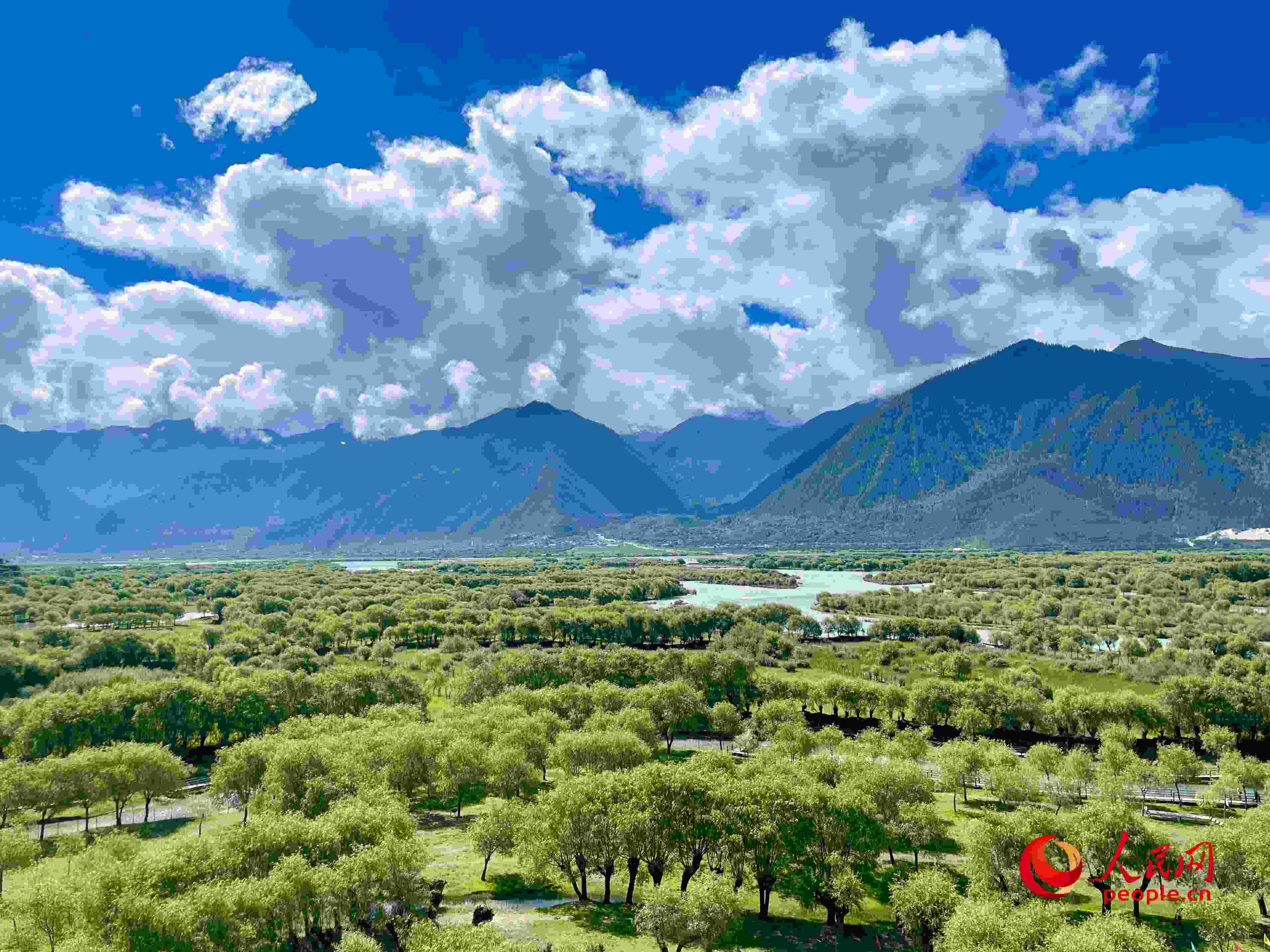 夏日的雅尼國家濕地公園生機盎然，如詩如畫。人民網(wǎng) 周靜圓攝