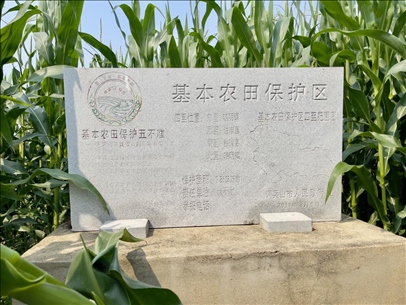 玉米地地頭放置的基本農(nóng)田標(biāo)志碑(中國(guó)之聲記者江曉晨 攝)