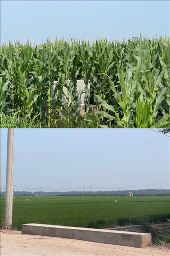 玉米和水稻正常情況下該有的長(zhǎng)勢(shì)(中國(guó)之聲記者江曉晨 攝)