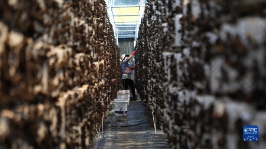 7月29日，在卓尼縣納浪鎮(zhèn)納浪村黑木耳種植基地，農(nóng)戶在采摘黑木耳。