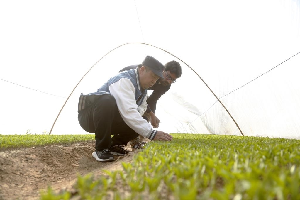 巴基斯坦旁遮普省木爾坦的中巴辣椒訂單種植項(xiàng)目辣椒育苗大棚內(nèi)，中國農(nóng)業(yè)專家?guī)ьI(lǐng)巴基斯坦技術(shù)員查看辣椒秧苗生長情況。