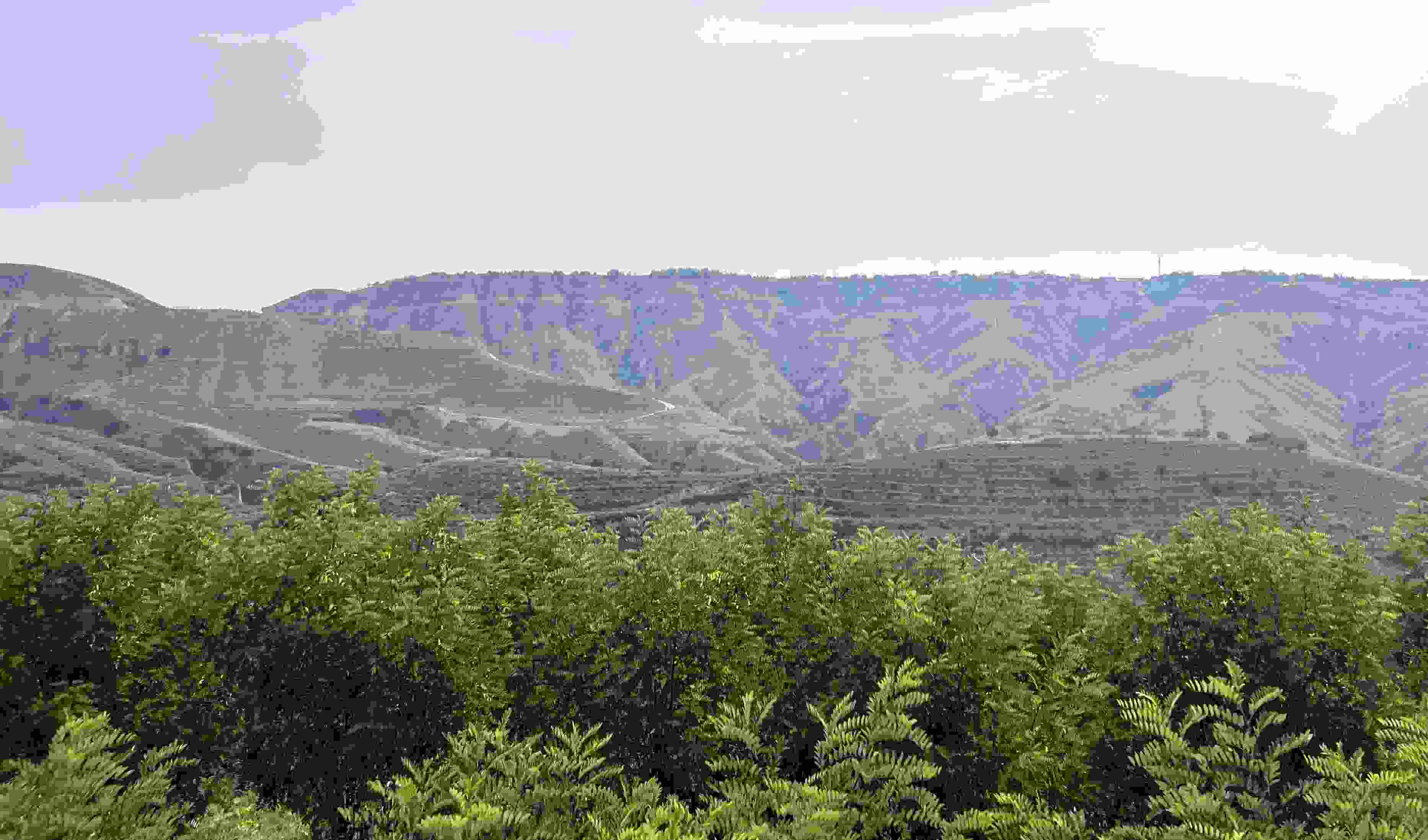 吳堡縣沿黃生態(tài)林。人民網(wǎng)記者 王連香攝