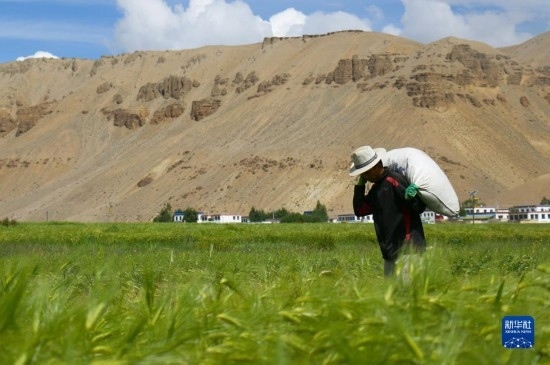 8月12日，西藏阿里地區(qū)普蘭縣赤德村村民在青稞田里勞作。