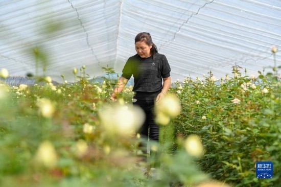 8月17日，吉林省德惠市朱城子鎮(zhèn)沿河村程雪家庭農(nóng)場的負(fù)責(zé)人楊雪在查看玫瑰花長勢。新華社記者 張楠 攝