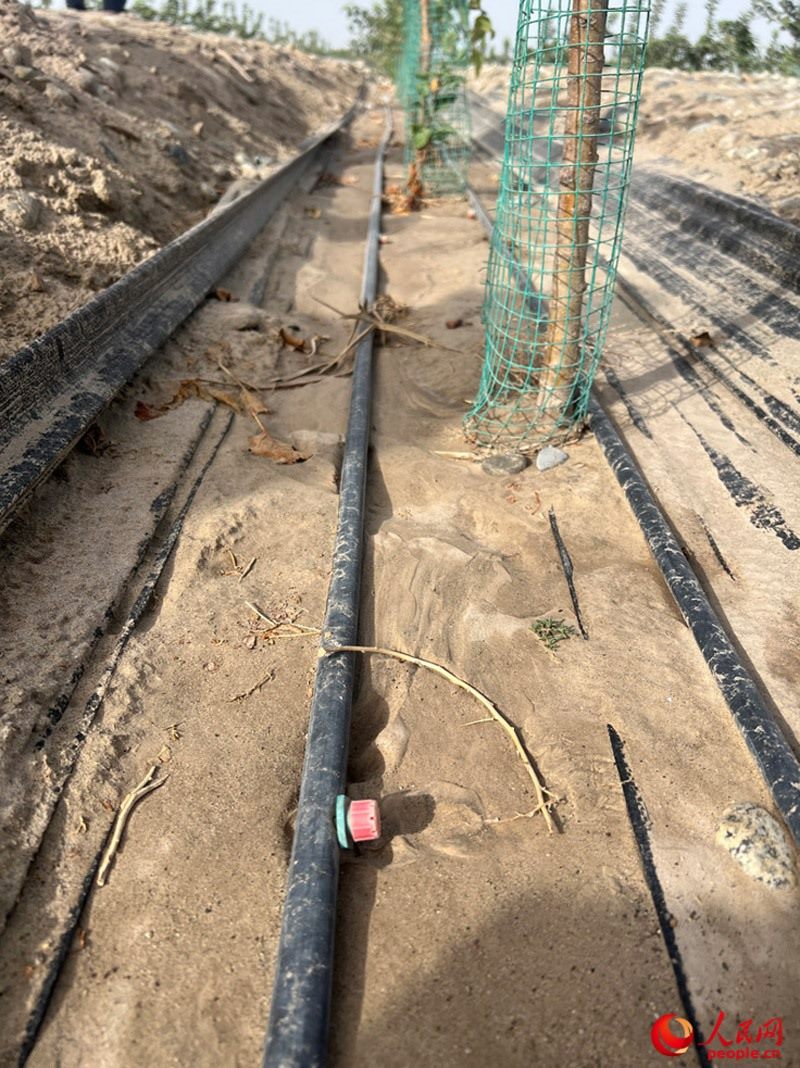 水肥一體化滴灌技術(shù)，可極大節(jié)約用水量。人民網(wǎng)記者 常雪梅攝