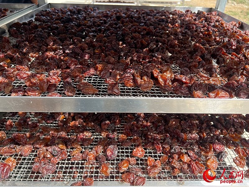 晾曬西梅。人民網(wǎng)記者 常雪梅攝