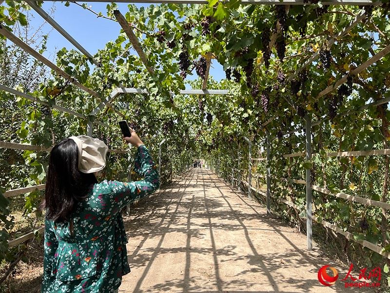 新疆閩龍達(dá)干果產(chǎn)業(yè)有限公司內(nèi)種植的葡萄。人民網(wǎng)記者 常雪梅攝