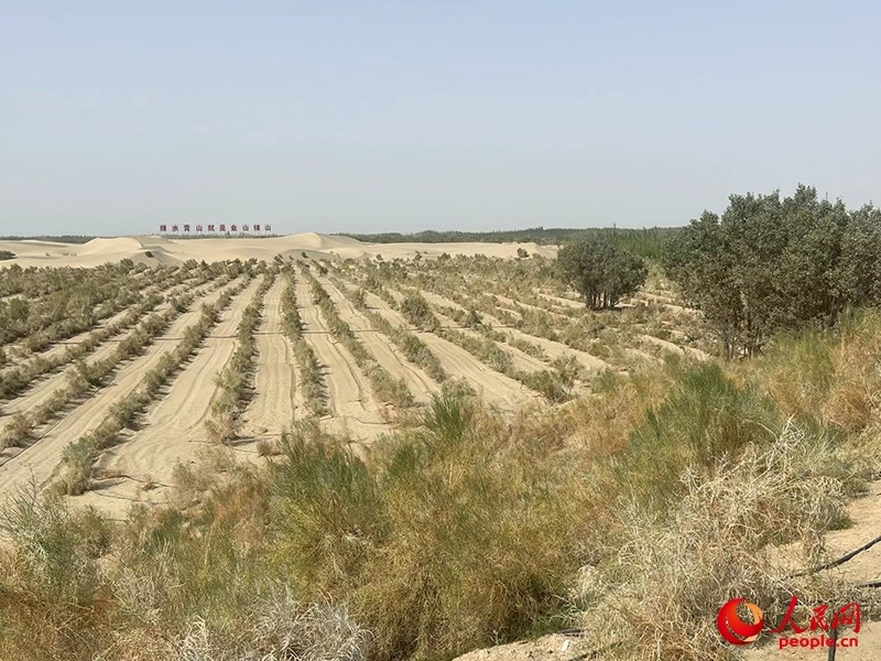 麥蓋提縣百萬(wàn)畝防風(fēng)固沙生態(tài)林建設(shè)工程。人民網(wǎng)記者 常雪梅攝